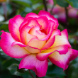 ROSA 'RAINBOW SORBET' 3G