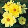 ROSA 'GOLDEN SHOWERS' 3G
