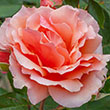 Rosa 'apricot Candy' 3g
