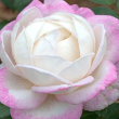 ROSA 'THE BEST KEPT SECRET' 3G