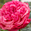 ROSA 'LOVES ME LOVES ME NOT' 3G