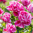 ROSA 'RASPBERRY CREAM TWIRL' 3G