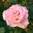 ROSA 'SECRET' 3G