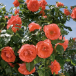 ROSA 'MARMALADE SKIES' 3G