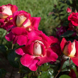 ROSA 'CHERRIES & CHAMPAGNE' 3G