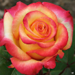 ROSA 'DREAM COME TRUE' 3G