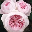 ROSA 'EARTH ANGEL PARFUMA' 3G