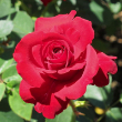 ROSA 'OPENING NIGHT' 3G