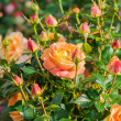 ROSA 'FIESTA VERANDA' 3G