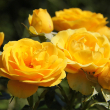 ROSA 'SUNBEAM VERANDA' 3G
