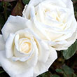 ROSA 'PRINCESS ALEXANDRA' 3G