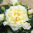 ROSA 'SUNBLAZE LEMON' 2G