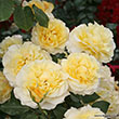 ROSA 'SUNNY SKY ELEGANZA' 3G