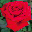 ROSA 'LOVE'S PROMISE' 3G