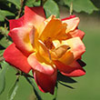 ROSA 'JOSEPH'S COAT' 3G