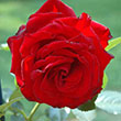 ROSA 'DUBLIN BAY' 3G