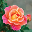 ROSA 'FRUITY PETALS' 3G