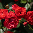 ROSA 'BRICK HOUSE ORANGE' 3G