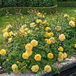ROSA 'POET'S WIFE'