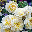 ROSA 'POLKA ROMANTICA' 3G