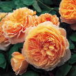 ROSA 'CROWN PRNCSS MARGARETA'