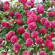 Rosa hybrid 'Ausmove'