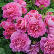 ROSA 'PRINCESS ANNE' 3G