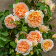 ROSA 'BATHSHEBA' 3G