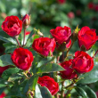 ROSA 'KNOCKOUT PETITE' 5G TREE