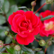 ROSA 'KNOCK OUT RED' 3G