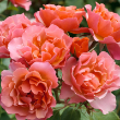 ROSA 'TEQUILA SUPREME' 3G