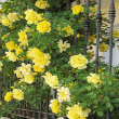 ROSA 'GOLDEN SHOWERS' 7G TRELLIS