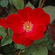 ROSA 'HOME RUN' 3G