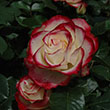 ROSA 'CHERRY PARFAIT' 3G