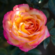ROSA 'ENCHANTED PEACE' 3G