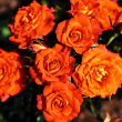 ROSA 'SUNBLAZE MANDARIN' 2G