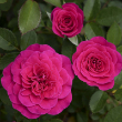 ROSA 'SUNBLAZE DRAGONFRUIT' 2G