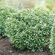ILEX GLAB 'STRONG BOX' 3G