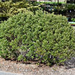 ILEX CREN 'STEEDS' 5G