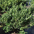 ILEX CREN 'HOOGENDORN' 3G