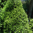 ILEX CREN 'BENNETTS COMPACTA' 5G