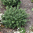 ILEX CREN 'SOFT TOUCH' 3G