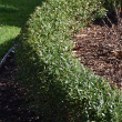 ILEX GLAB 'GEM BOX' 7G