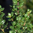 ILEX CREN 'STEEDS' 7G