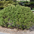 ILEX CREN 'STEEDS' 10G 42-48"