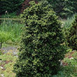 ILEX CREN 'RED SKY' 3G
