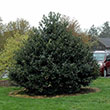 Ilex X 'rock Garden' 3g