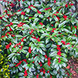 Ilex ciliospinosa x latifolia ?Winter Bounty?