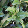 ILEX X 'CROWN POINT' 7G