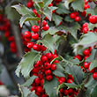 ILEX X 'BLUE PRINCESS' 5G